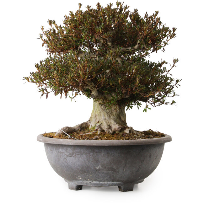 Rhododendron indicum Korin, 38 cm, ± 30 ans, avec un nebari de 20 cm