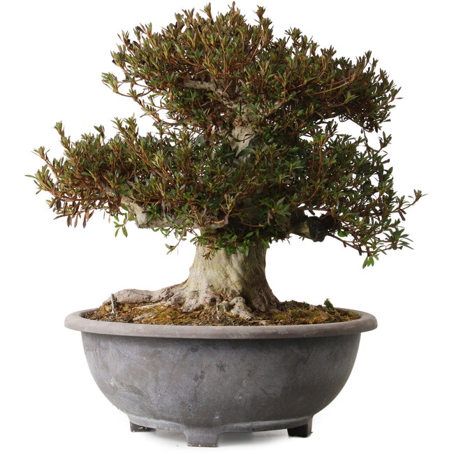 Rhododendron indicum Korin, 38 cm, ± 30 ans, avec un nebari de 20 cm