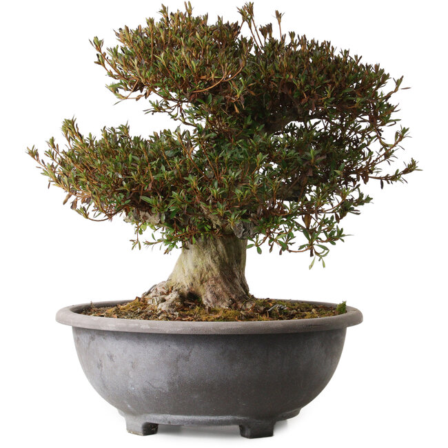 Rhododendron indicum Korin, 38 cm, ± 30 jaar oud, met een nebari van 20 cm