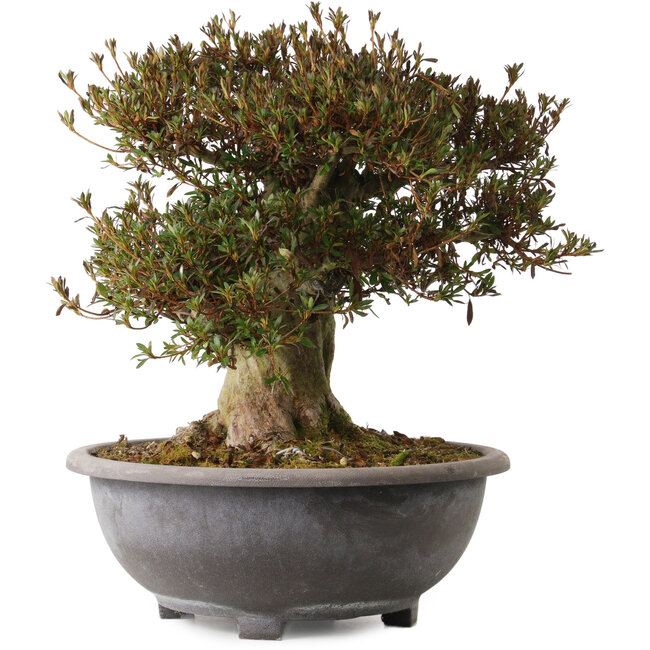 Rhododendron indicum Korin, 38 cm, ± 30 años, con un nebari de 20 cm