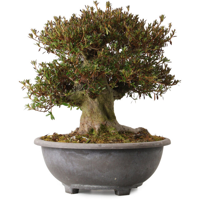 Rhododendron indicum Korin, 38 cm, ± 30 años, con un nebari de 20 cm