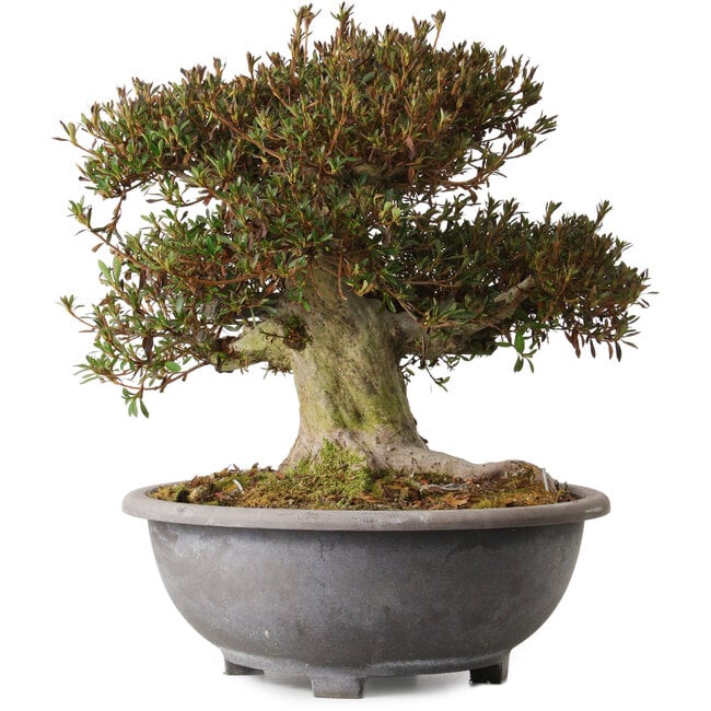 Rhododendron indicum Korin, 38 cm, ± 30 anni, con un nebari di 20 cm