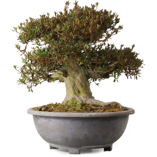 Rhododendron indicum Korin, 38 cm, ± 30 jaar oud, met een nebari van 20 cm