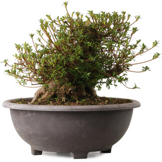 Rhododendron indicum Kozan, 30 cm, ± 30 jaar oud