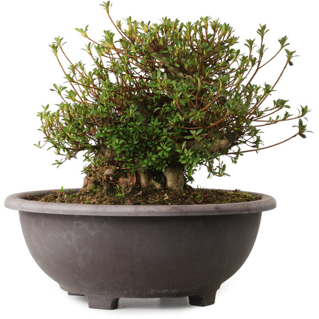 Rhododendron indicum Kozan, 30 cm, ca. 30 Jahre alt, mit einem Wurzelhals von 20 cm