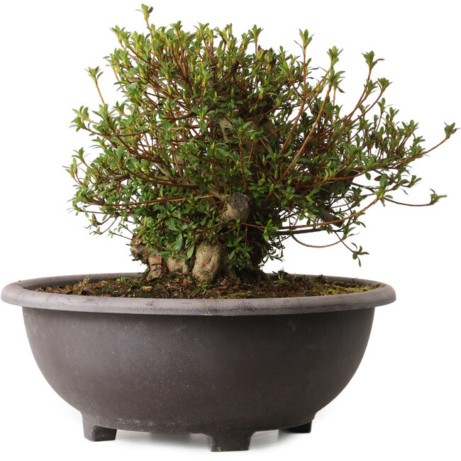 Rhododendron indicum Kozan, 30 cm, ± 30 ans, avec un nebari de 20 cm