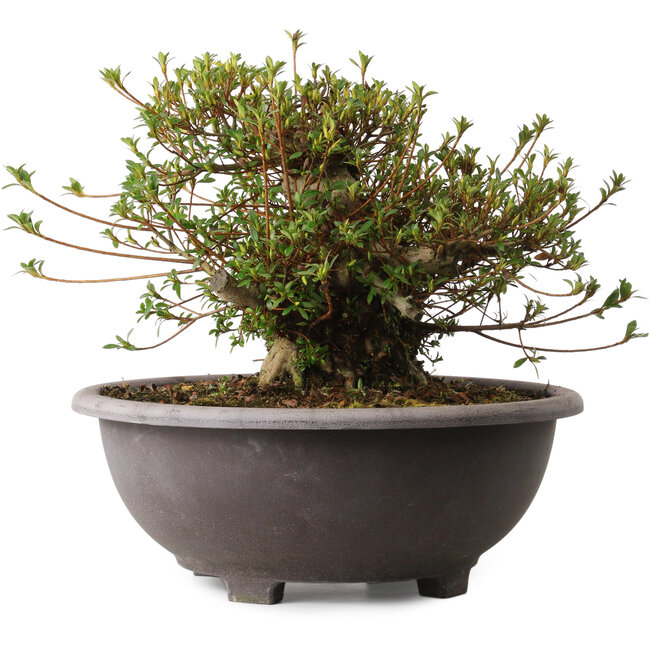 Rhododendron indicum Kozan, 30 cm, ± 30 años, con un nebari de 20 cm