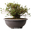 Rhododendron indicum Kozan, 30 cm, ± 30 ans, avec un nebari de 20 cm