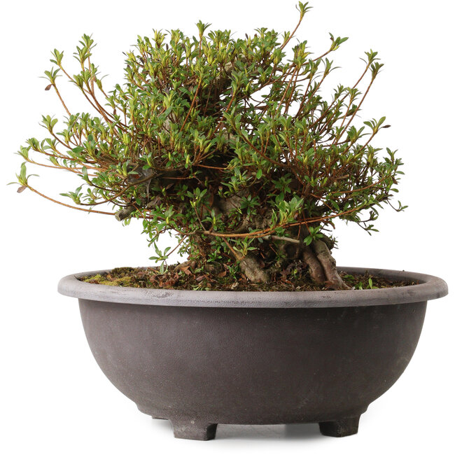 Rhododendron indicum Kozan, 30 cm, ± 30 jaar oud, met een nebari van 20 cm