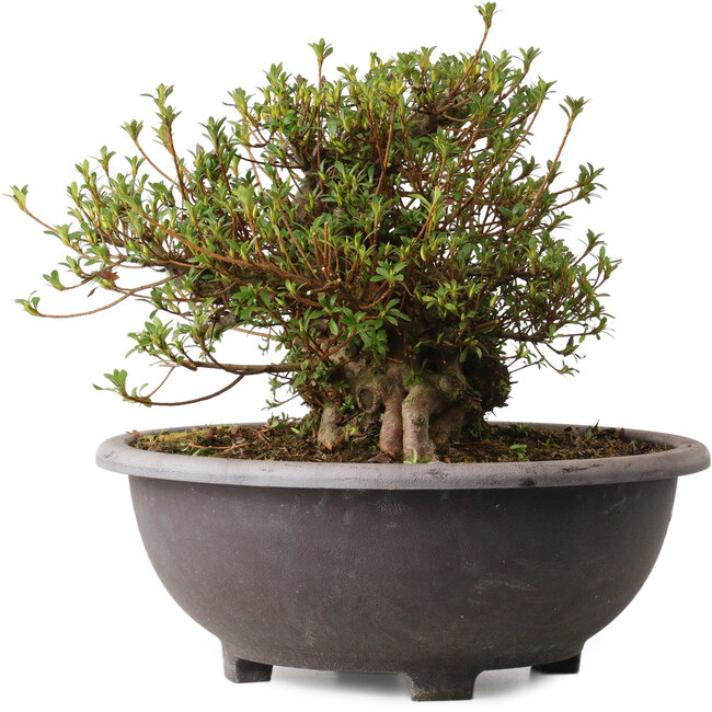 Rhododendron indicum Kozan, 30 cm, ± 30 anni, con un nebari di 20 cm