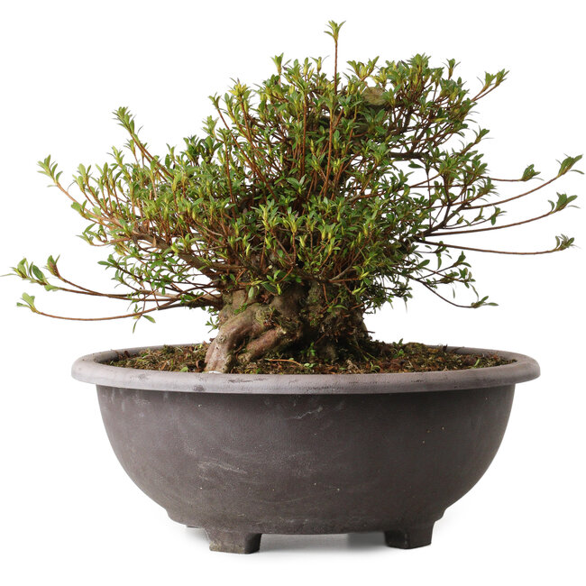 Rhododendron indicum Kozan, 30 cm, ± 30 años, con un nebari de 20 cm