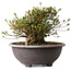 Rhododendron indicum Kozan, 30 cm, ± 30 años, con un nebari de 20 cm