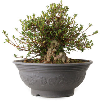 Rhododendron indicum Kozan, 31 cm, ± 30 Jahre alt