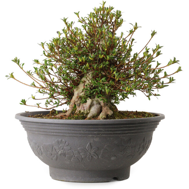 Rhododendron indicum Kozan, 31 cm, ca. 30 Jahre alt, mit einem Wurzelhals von 15 cm