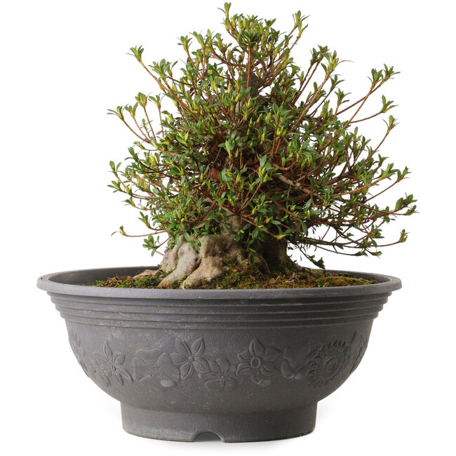 Rhododendron indicum Kozan, 31 cm, ± 30 años, con un nebari de 15 cm