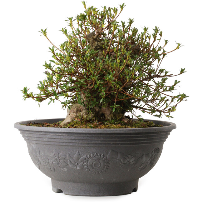Rhododendron indicum Kozan, 31 cm, ca. 30 Jahre alt, mit einem Wurzelhals von 15 cm