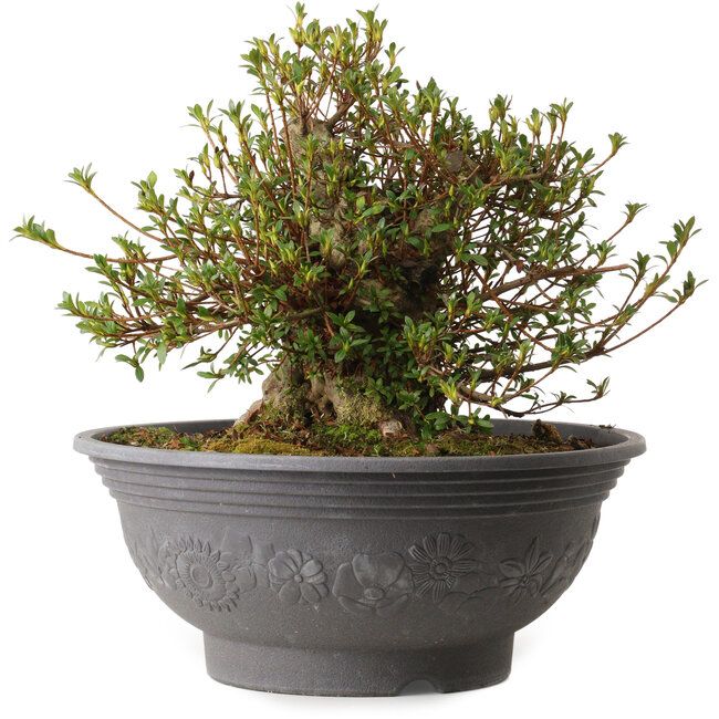 Rhododendron indicum Kozan, 31 cm, ± 30 ans, avec un nebari de 15 cm