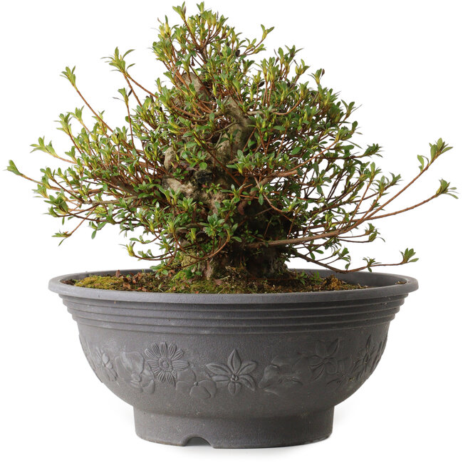 Rhododendron indicum Kozan, 31 cm, ± 30 años, con un nebari de 15 cm