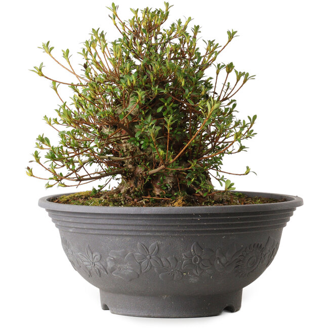 Rhododendron indicum Kozan, 31 cm, ± 30 years old, with a nebari of 15 cm