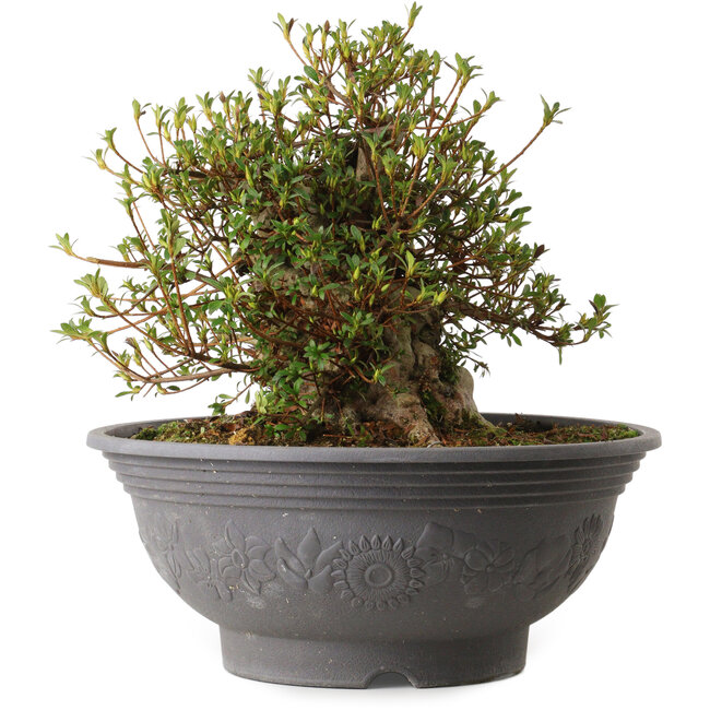 Rhododendron indicum Kozan, 31 cm, ± 30 jaar oud, met een nebari van 15 cm