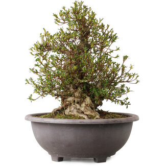 Rhododendron indicum Kozan, 47 cm, ± 30 anni