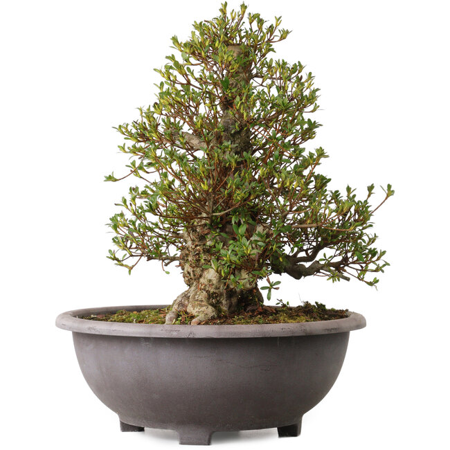 Rhododendron indicum Kozan, 47 cm, ± 30 jaar oud, met een nebari van 20 cm