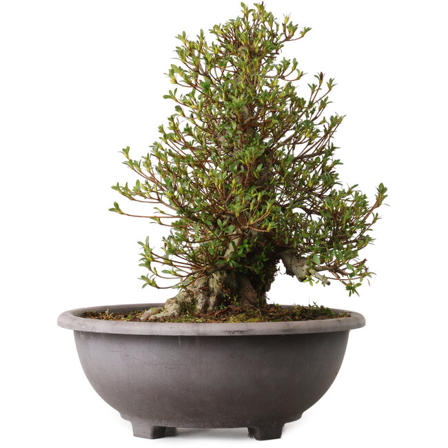 Rhododendron indicum Kozan, 47 cm, ± 30 años, con un nebari de 20 cm