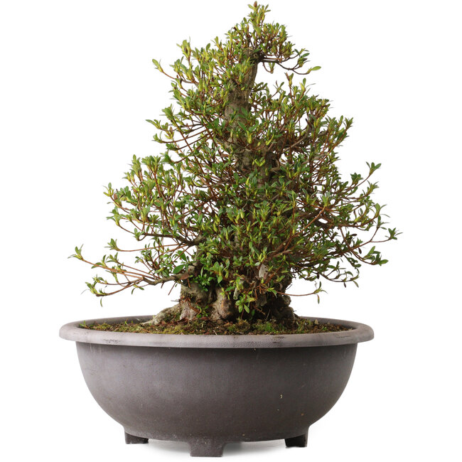 Rhododendron indicum Kozan, 47 cm, ± 30 años, con un nebari de 20 cm