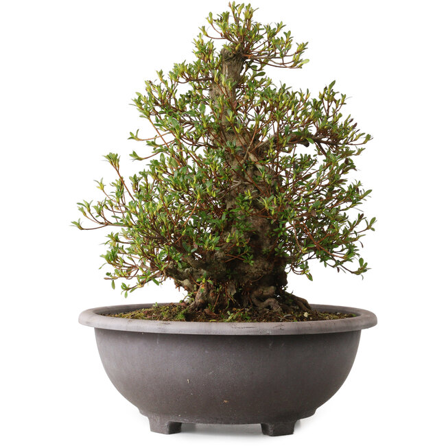 Rhododendron indicum Kozan, 47 cm, ± 30 anni, con un nebari di 20 cm