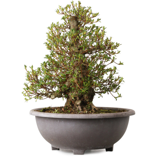 Rhododendron indicum Kozan, 47 cm, ± 30 ans, avec un nebari de 20 cm
