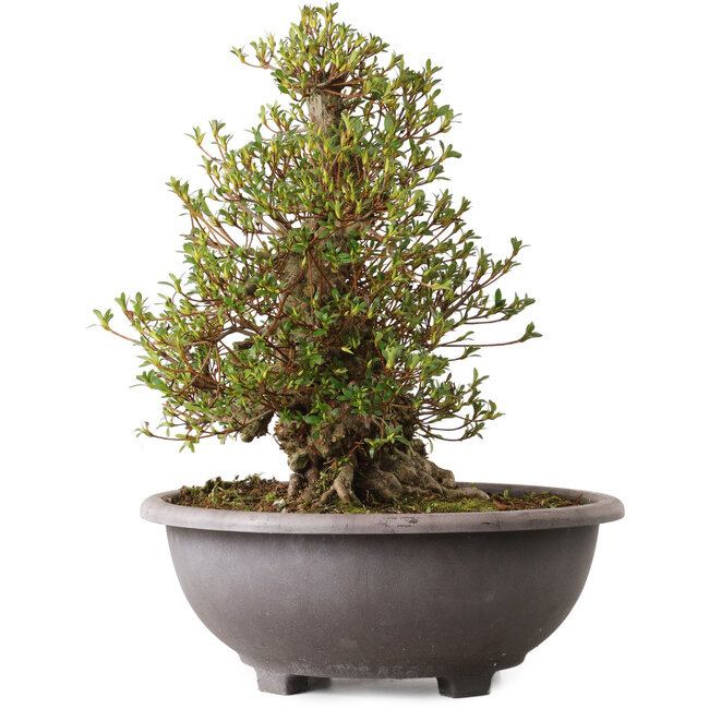 Rhododendron indicum Kozan, 47 cm, ca. 30 Jahre alt, mit einem Wurzelhals von 20 cm