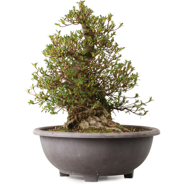 Rhododendron indicum Kozan, 47 cm, ca. 30 Jahre alt, mit einem Wurzelhals von 20 cm