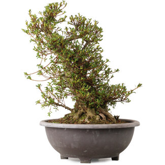 Rhododendron indicum Kozan, 55 cm, ± 30 jaar oud