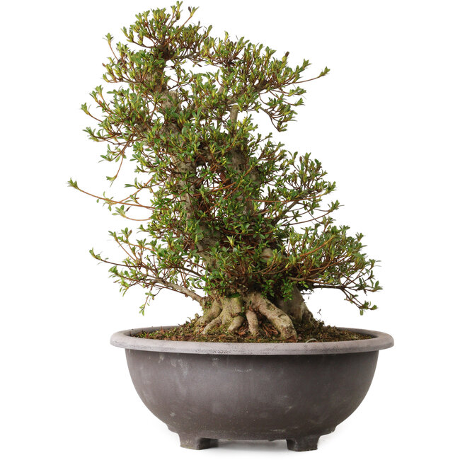 Rhododendron indicum Kozan, 55 cm, ± 30 años, con un nebari de 20 cm