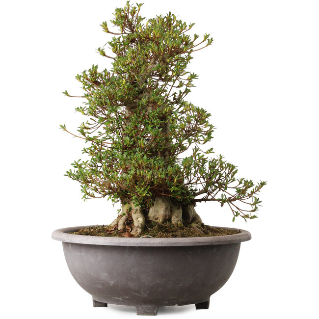 Rhododendron indicum Kozan, 55 cm, ± 30 years old, with a nebari of 20 cm