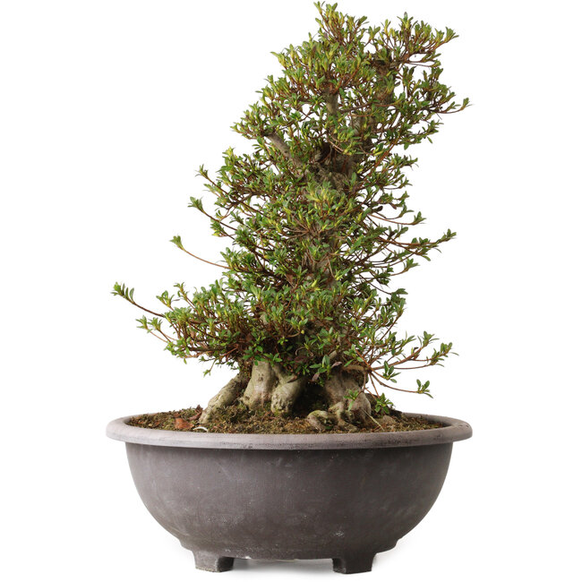 Rhododendron indicum Kozan, 55 cm, ± 30 ans, avec un nebari de 20 cm