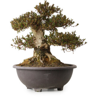 Rhododendron indicum Korin, 44 cm, ± 30 jaar oud