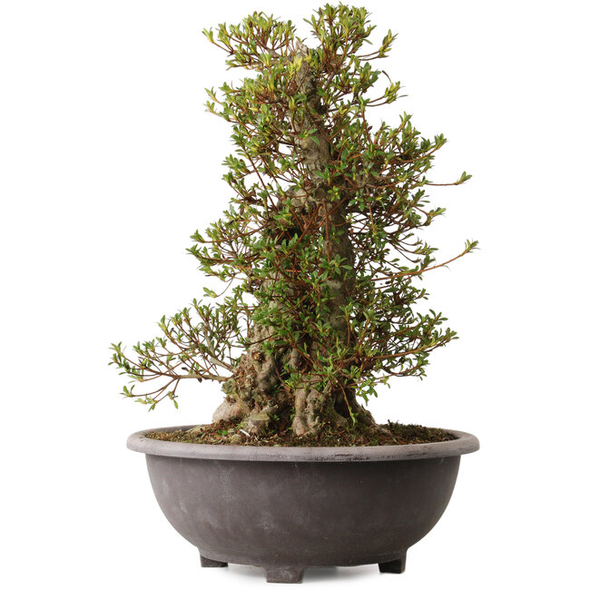 Rhododendron indicum Kozan, 55 cm, ± 30 ans, avec un nebari de 20 cm