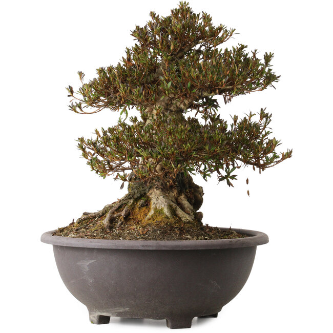 Rhododendron indicum Korin, 44 cm, ± 30 jaar oud, met een nebari van 27 cm.