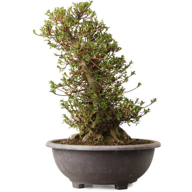 Rhododendron indicum Kozan, 55 cm, ± 30 años, con un nebari de 20 cm