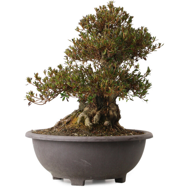 Rhododendron indicum Korin, 44 cm, ca. 30 Jahre alt, mit einem Wurzelhals von 27 cm