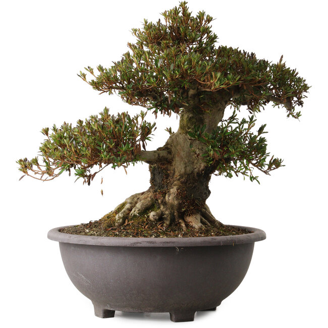 Rhododendron indicum Korin, 44 cm, ± 30 jaar oud, met een nebari van 27 cm.