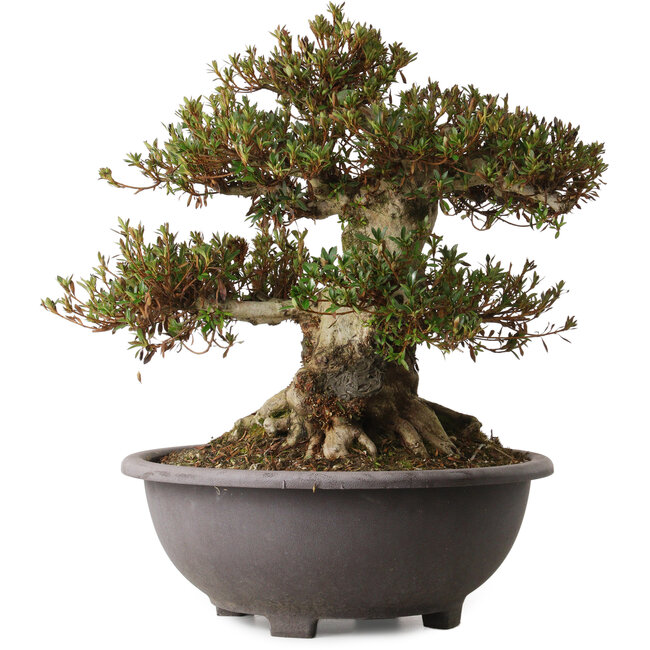 Rhododendron indicum Korin, 44 cm, ca. 30 Jahre alt, mit einem Wurzelhals von 27 cm