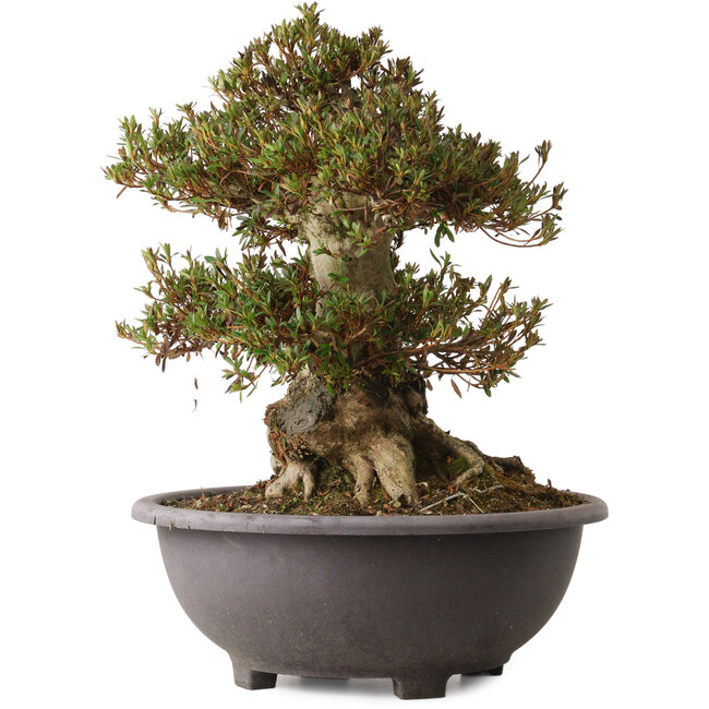 Rhododendron indicum Korin, 44 cm, ± 30 ans, avec un nebari de 27 cm