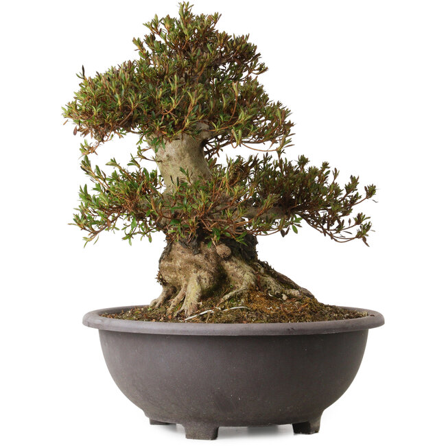 Rhododendron indicum Korin, 44 cm, ± 30 years old, with a nebari of 27 cm