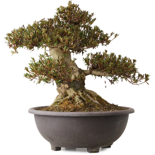 Rhododendron indicum Korin, 44 cm, ca. 30 Jahre alt, mit einem Wurzelhals von 27 cm