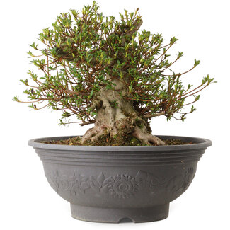 Rhododendron indicum Kozan, 35 cm, ± 30 years old