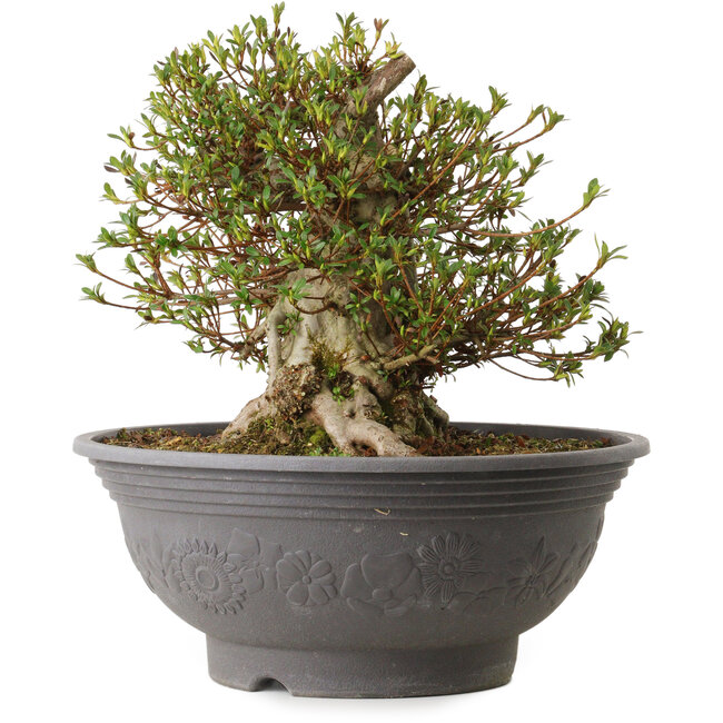 Rhododendron indicum Kozan, 35 cm, ± 30 anni, con un nebari di 18 cm