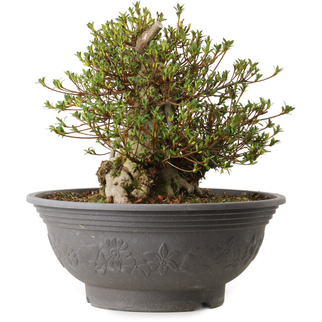 Rhododendron indicum Kozan, 35 cm, ± 30 years old, with a nebari of 18 cm