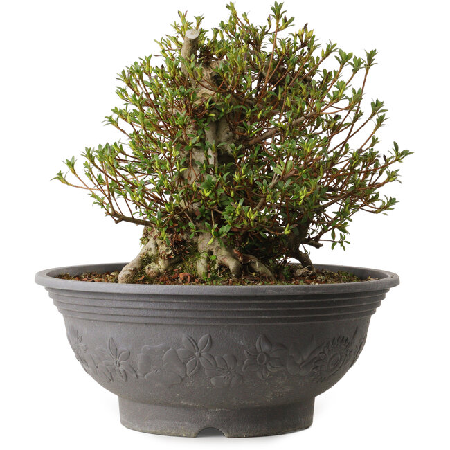 Rhododendron indicum Kozan, 35 cm, ± 30 anni, con un nebari di 18 cm